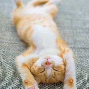 Meet your Posher, Rosa